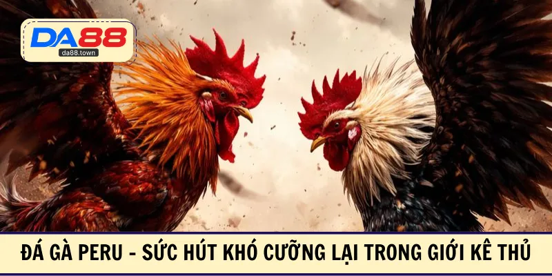 Đá gà Peru - Sức hút khó cưỡng lại trong giới kê thủ
